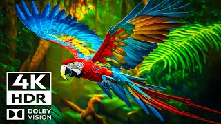 Ultimate wildlife  4K HDR  Dolby Vision OLED 2024 | Cinematic music (dynamic color)