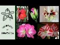 Four Easy Steps To Reflowering Amaryllis/Hippeastrum