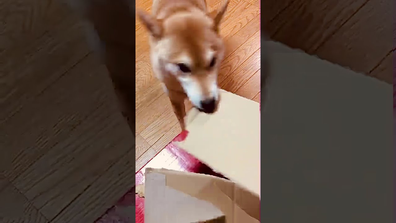噛みカミしてダンボールを破壊する柴犬 Shorts Youtube
