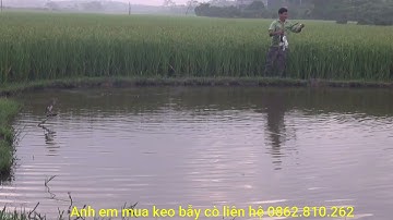 Bẫy cò di cư? Cách đánh của người miền bắc