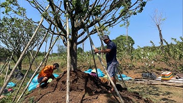 Toàn cảnh quá trình xử lý cứu 2 cây Mai Vàng cổ thụ bị suy ở Châu Đức Bà Rịa Vũng Tàu|Vùng Đất Rồng