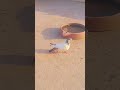 love birds and pigeon #punjabi #pigeon #trending #kabootar #ytshorts #ytviral #sundh_dihat_shorts