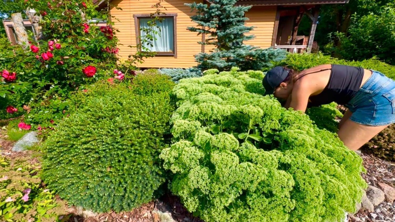 27.08.2025 Кругом бардак. Всё не вовремя. Полезные приёмы в уходе за садом.