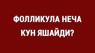 Фолликула неча кун яшайди?