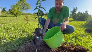 COMO PLANTAR MUDAS ADQUIRIDAS NA MONDINI