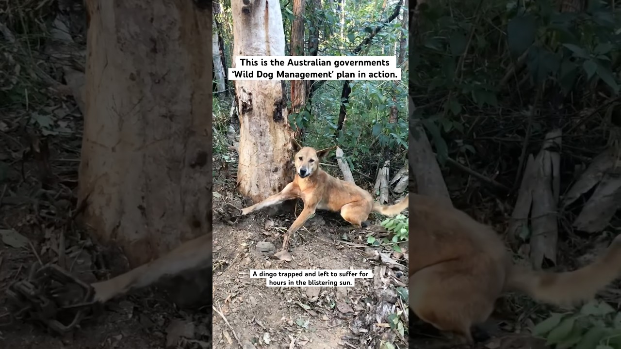 This is the Australian Governments ‘Wild Dog Management’ program in action.  