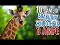 ТОП-10 Самых больших животных в мире / Эти животные поразили мир! / Аномально большие животные