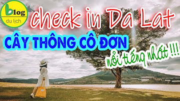 Du lịch Đà Lạt: Cắm Trại Tại Cây Thông Cô Đơn Đà Lạt Chỉ Với 500k