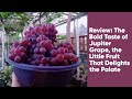 Review: The Bold Taste of Jupiter Grape, the Little Fruit That Delights the Palate