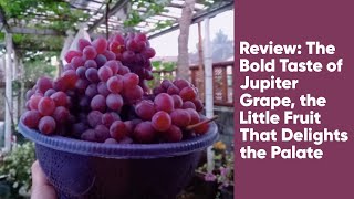 Review: The Bold Taste of Jupiter Grape, the Little Fruit That Delights the Palate