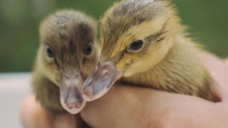 Incubating & Hatching Duck Eggs | Cute Indian Runner Ducklings