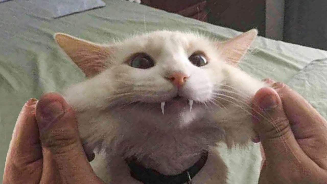 crazy cute cats compilation