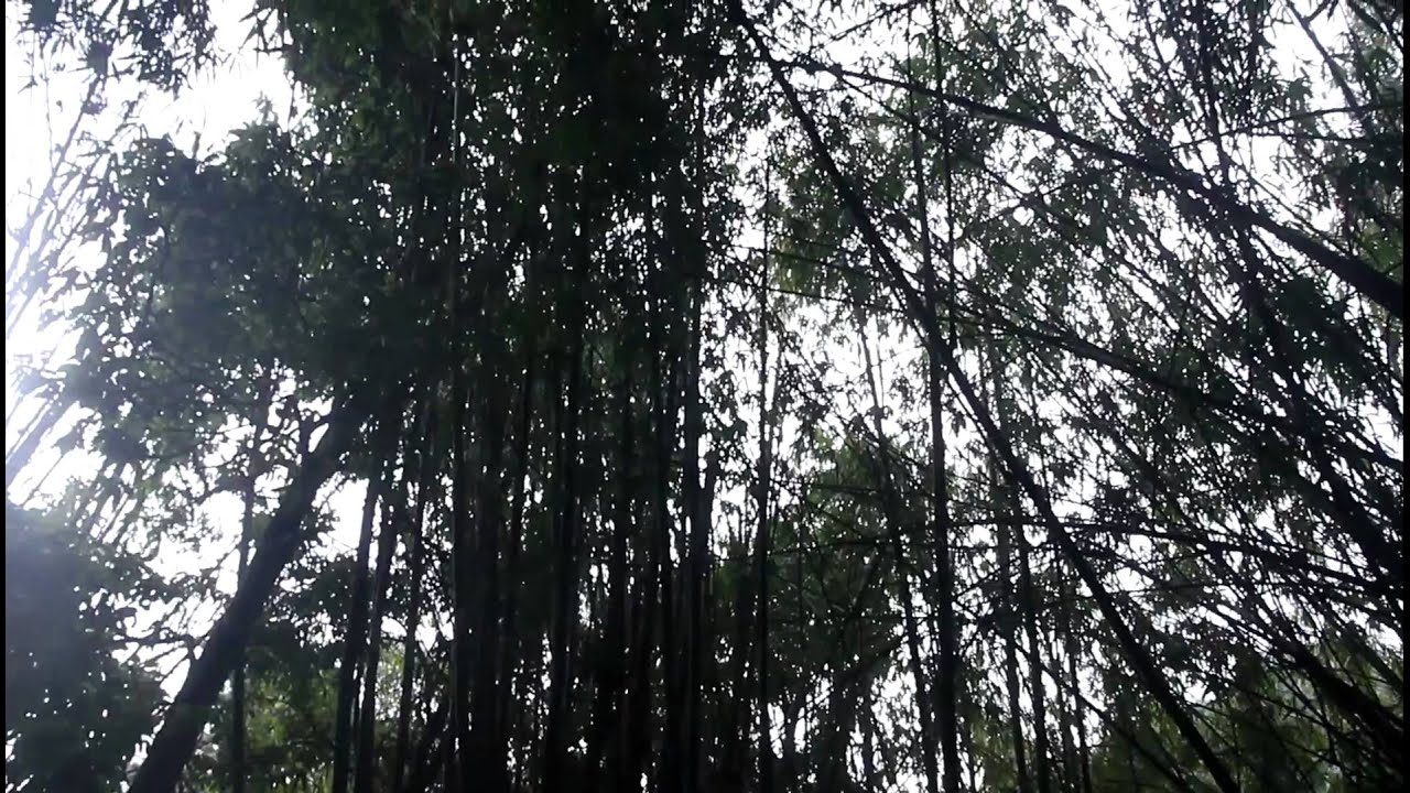 China Cha Dao: Trip to Yunnan, Nan Nuo Mountain. 8