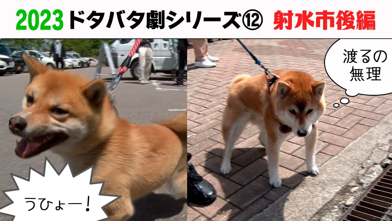 東京ファンミPR猟犬2枚 2023狂犬病予防注射会場のドタバタ劇⑫ 射水市後編 - YouTube