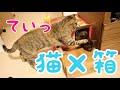 かわいい子猫を箱に押し込んでみた