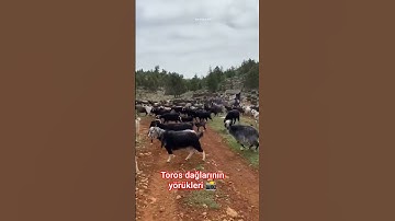 Toros dağlarinin yörükleri 📸📌 #mersin #yayla  #yörük