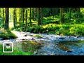 Golden Hour Gentle Mountain Stream River 4K HDR Flowing Water Nature Ambience For Sleep Focus 