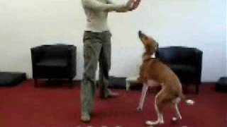 40 new dog tricks