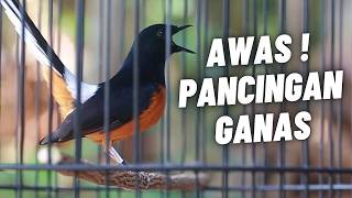 MURAI BATU GACOR FULL ISIAN TEMBAKAN KASAR KRETEKAN GANAS SANGAT AMPUH MEMANCING EMOSI MURAI BATU