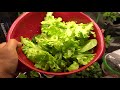 Complete Guide to Growing Vegetables Indoors And Harvest Many Times Mp3 Song