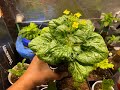 Complete Guide to Growing Vegetables Indoors And Harvest Many Times