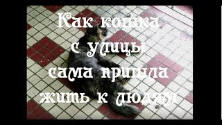 Как бездомная кошка стала домашней Как бездомная кошка стала домашней
