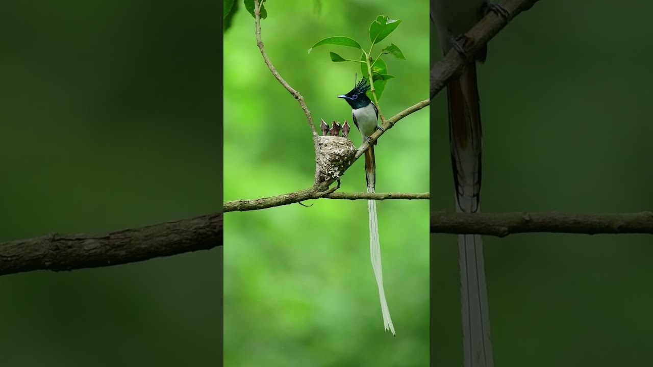 Asian Paradise Flycatcher 
