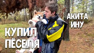 видео: Купил друга — Акита-ину картинка: Купил друга — Акита-ину