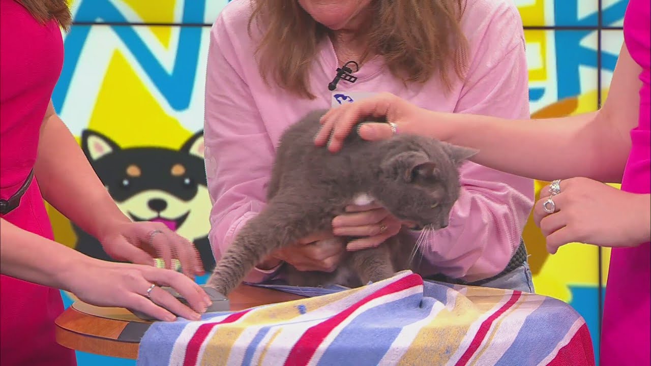 News13 Pet of the Weekend: Mitzi