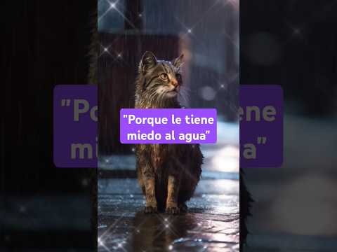 Porque los gatos