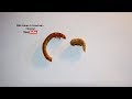 Turn the larva into a pupa  a moment in the dark beetle farm  mealworms insect wildlife