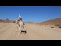 Algeria Southern Sahara Tuareg on a camel / Algérie Sahara du Sud Touareg sur un dromadaire