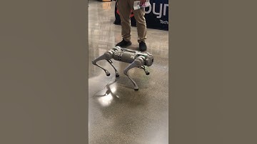 Spotted A Unitree Go1 Bionic Robot