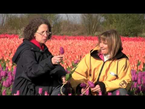 Vidéo: Propagation des Tulipiers : Faire pousser des tulipes à partir de graines et de boutures