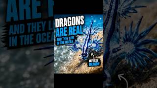 This Tiny Sea Creature Is a Dragon