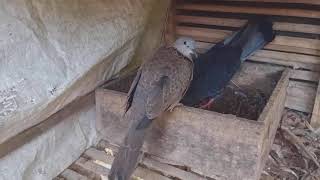 NEW HYBRID Wild Dove & pigeon | tekukur & merpati proses cetak Hybrid Merkuri