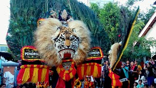 Hebat Banget Lur.!!! Atraksi Luar Biasa Pembarong Reog Ponorogo Memainkan BARONGAN REOG RAKSASA🔥