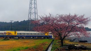 【永久保存版】ありがとう255系サクラ咲く河津桜