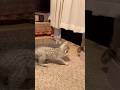 Rockstar Kittens! 🎸🐱🐱 Headbanging Duo #egyptianmau #kitten #funnycat #kitty #minileopard