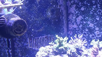 Jebao to Apex Adapters Work!!!