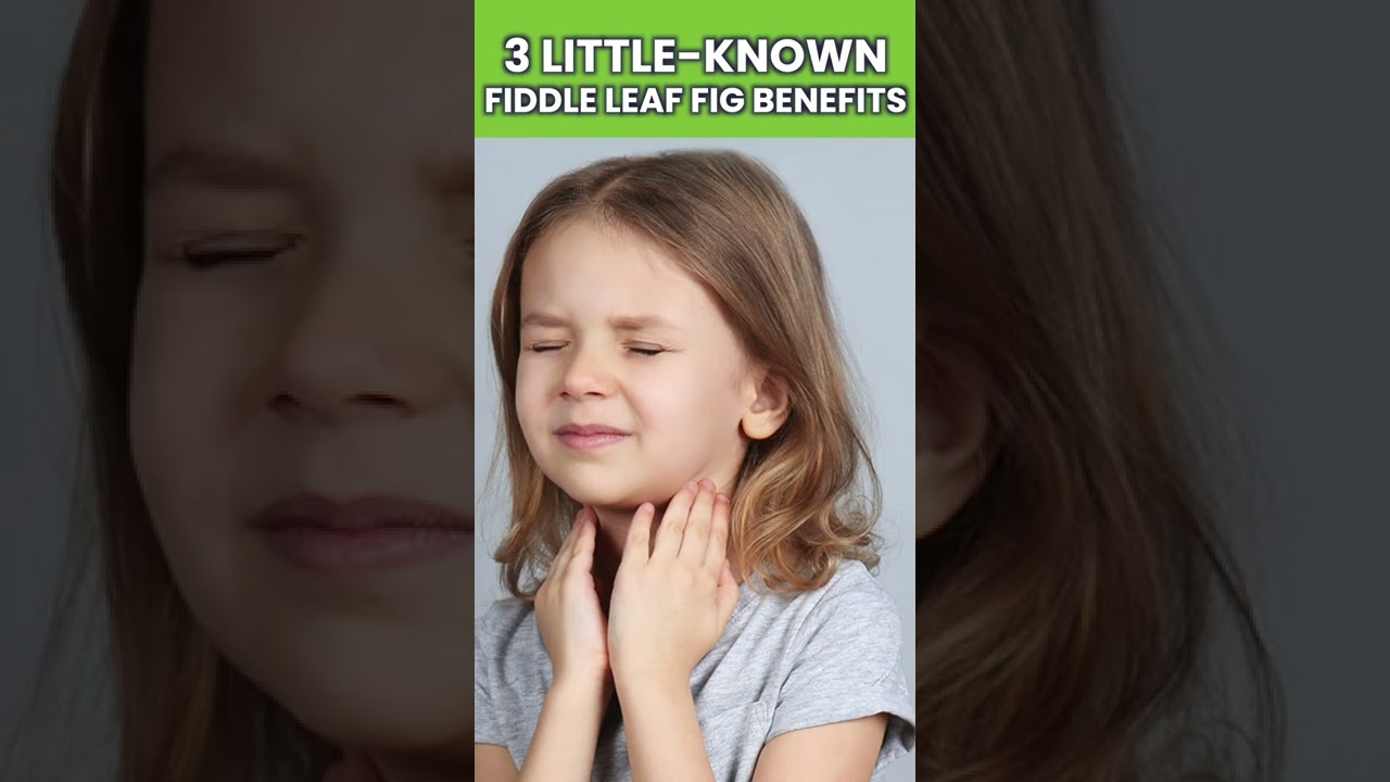 3 Little-Known Benefits of Fiddle Leaf Figs!