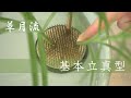 【生け花】草月流/基本立真型【三大流派生けてみた】