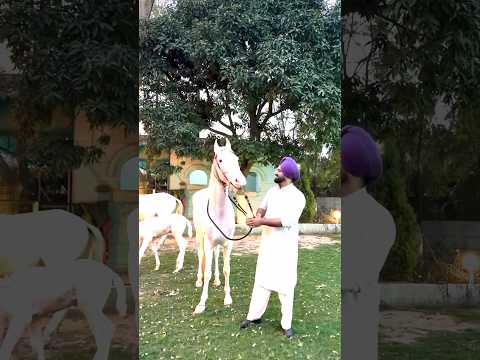 Folk Reloaded #raule #gurtaj #newpunjabisong