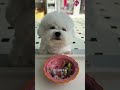 She needs me, but I need her even more. #Bichon Frise #A Day in the Life of an Exquisite Puppy