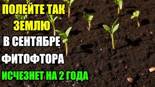 видео: 1 ведро этого раствора — и фитофтора больше не вернётся! Секретный осенний полив, про который молчат картинка: 1 ведро этого раствора — и фитофтора больше не вернётся! Секретный осенний полив, про который молчат