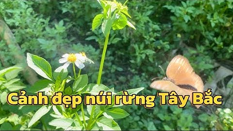Những cảnh đẹp núi rừng Tây Bắc !cuộc sống thường ngày @NhipsongTV-tm5vr