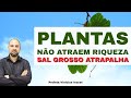 PLANTAS NÃO ATRAEM RIQUEZA E SAL GROSSO ATRAPALHA - NÃO DEIXE ESPÍRITOS MALIGNOS ENTRAREM