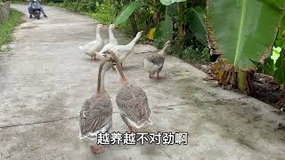 老乡花高价在广东买回6只鹅，发现3只越养越不对劲，他无奈地笑了
