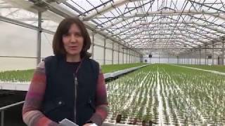 A Look Into DNR's Webster Forest Nursery
