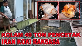 KOLAM 40 TON BIKIN IKAN KOKI RAKSASA